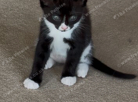 ragdoll cross