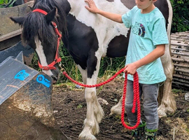 Child's best friend to make 14h plus
