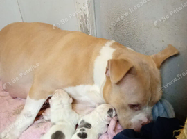 1 American pocket bully pups for sale