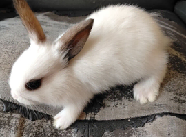 Baby bunny rabbits for sale