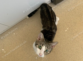 Tabby and white kitten