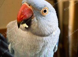 Female blue pied
