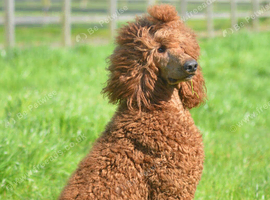 Beautiful Red Labradoodle puppies