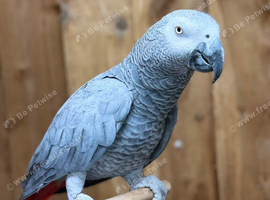 African grey parrot