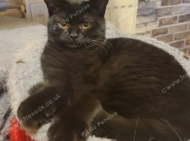 British Shorthair Kitten