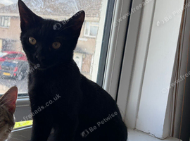 Male kitten