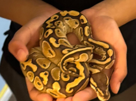 Butter-belly ball python and full set up