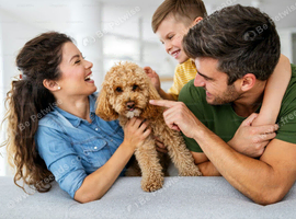 Dog foster carers required urgently