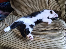 2 kittens  born April 2