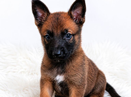 BELGIAN SHEPHERD PUPPIES FOR SALE