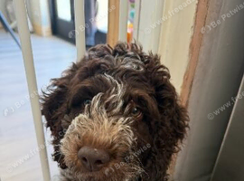 Cockapoo