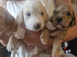 Beautiful Poogle Pups