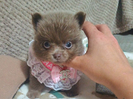 Amazing lilac girls russian line pomeranians