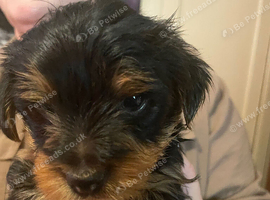 Yorkshire puppies