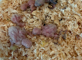 Lovebird CHICK for reserving
