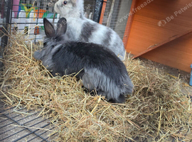 1 male black lionhead