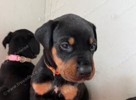 Stunning Dobermann X Huntaway Puppies
