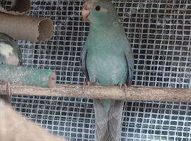 Three Kakariki siblings