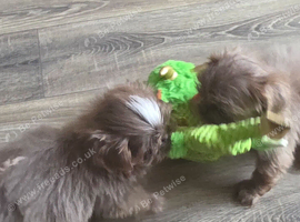 Stunning imperial Shih Tzu puppies ready now, offers considered for right homes