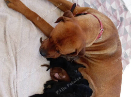 Boerboel cross puppies