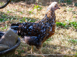 SWEDISH FLOWER HEN - VARIOUS PULLETS - RARE LANDRACE BREED
