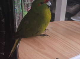 Kakariki male