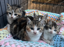 4 Kittens looking for their forever homes
