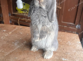 lilac otter miniature lop does