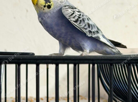 For sale aviary budgies 8 to 10 weeks old