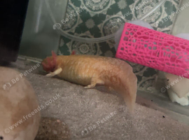 Axolotl