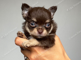 Chihuahua puppies