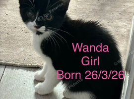 Kittens for sale