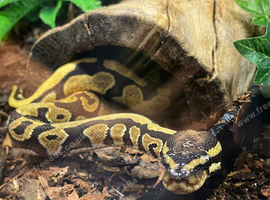 Yellowbelly ball python and full set up