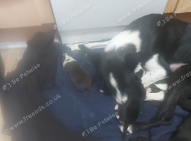 Border collie puppies for sale