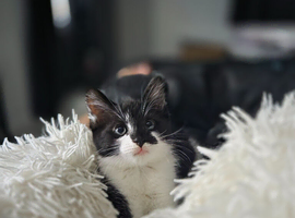 9 week old kitten