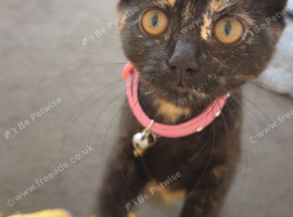female to rehome