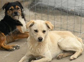 Mixed breed