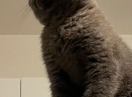 Female British shorthair kitten