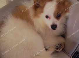 Chiauhau mix pomerdian