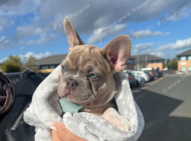 French Bulldog Puppy for Sale - Male, 12 Weeks Old