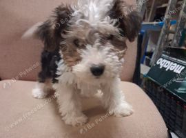 Yorkie Russell Puppies