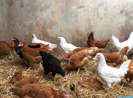 Point of lay hens