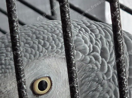 11 year old african grey
