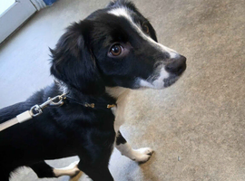 Mochi - 7 Month Old Collie/Cocker Mix Girl
