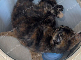 Tortie girl 4 months old