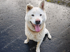 Japanese Akita