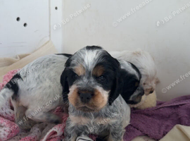Show cocker puppies