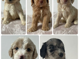 F1 cockapoo puppies