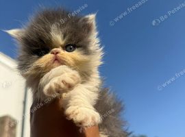 Adorable Persian kittens
