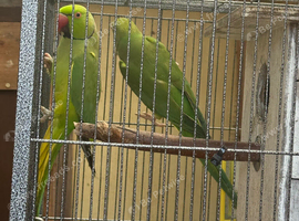 4 years old proven Indian Ringneck pairs